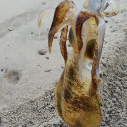 午後からエギング